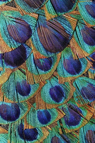 Jones, Adam 아티스트의 Pattern in peacock feathers작품입니다.